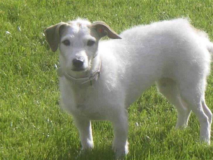 Blanding af racer Bella billede 3