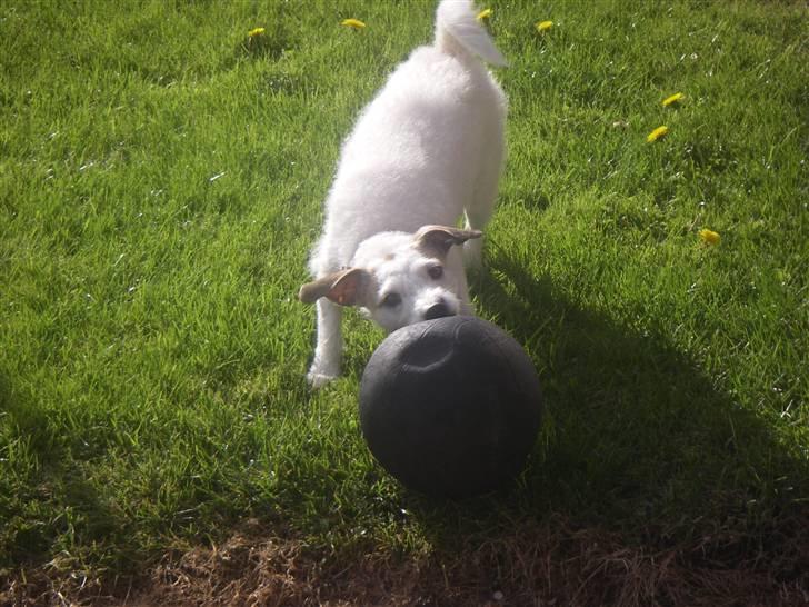 Blanding af racer Bella billede 4