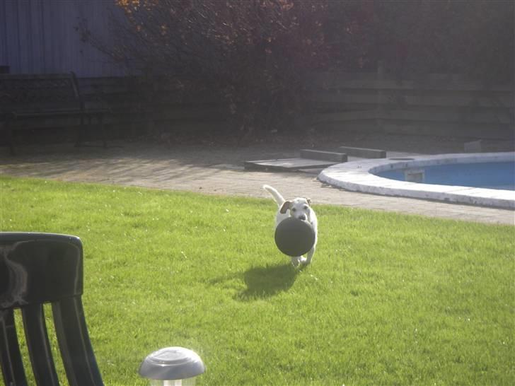 Blanding af racer Bella billede 5