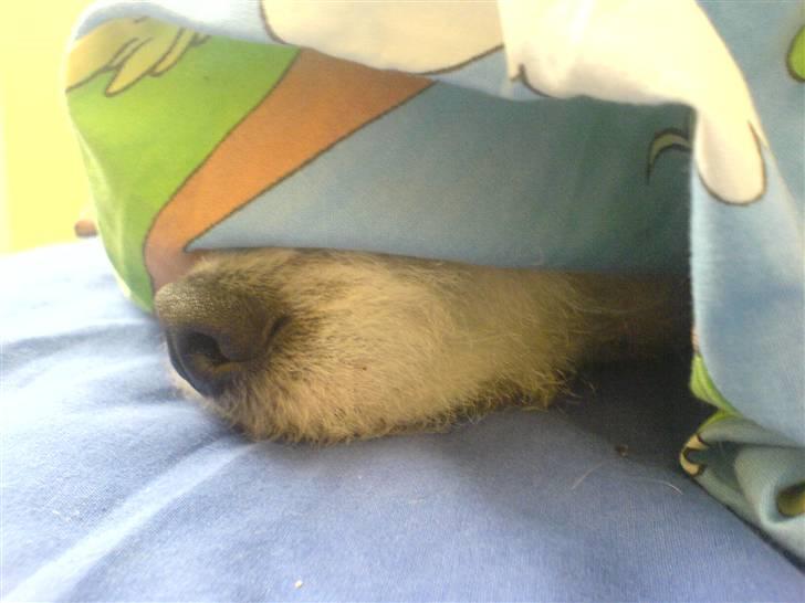 Blanding af racer Bella billede 6