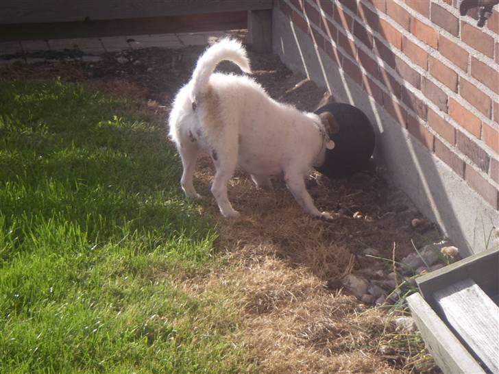 Blanding af racer Bella billede 7