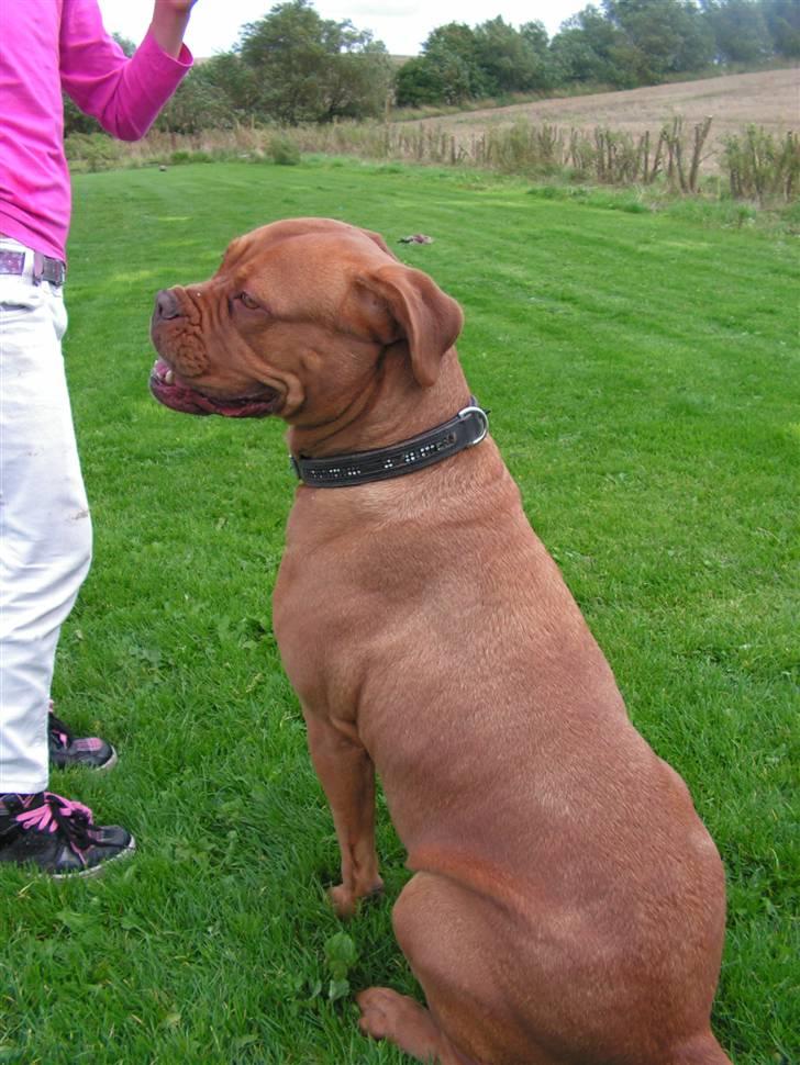 Dogue de bordeaux Bordeaux billede 3