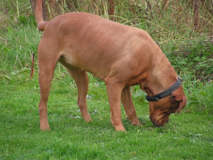 Dogue de bordeaux Bordeaux billede 4