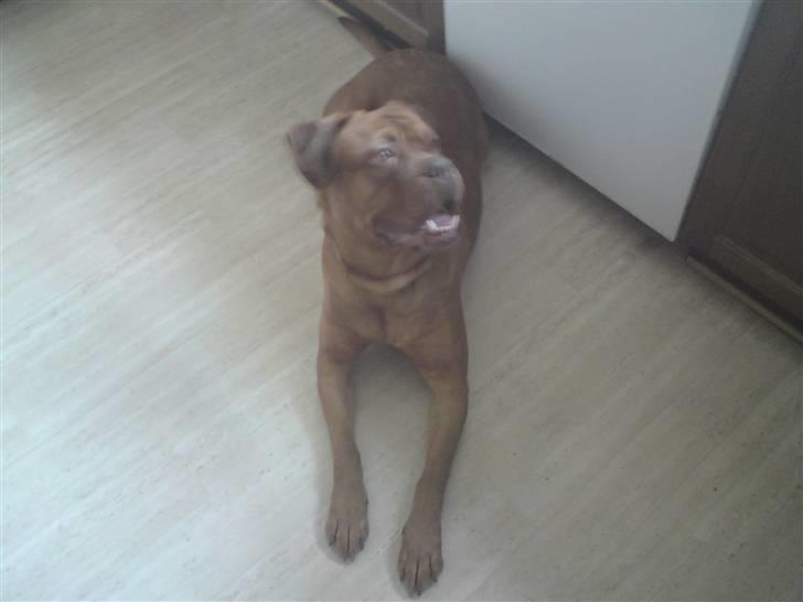Dogue de bordeaux Bordeaux billede 5