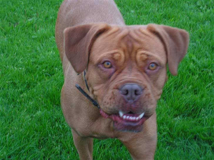 Dogue de bordeaux Bordeaux billede 6