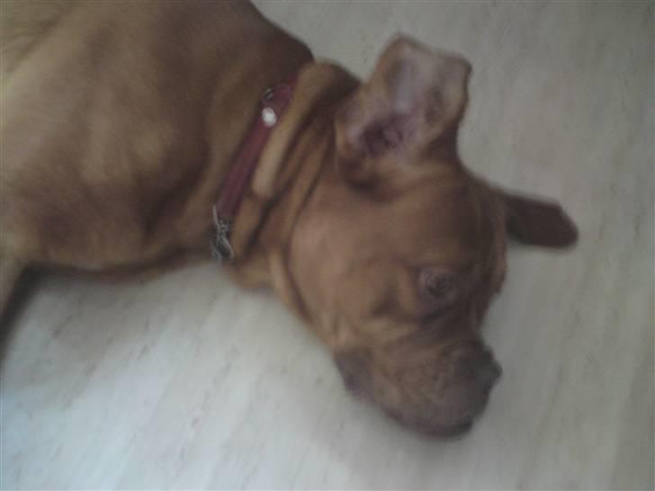 Dogue de bordeaux Bordeaux billede 7