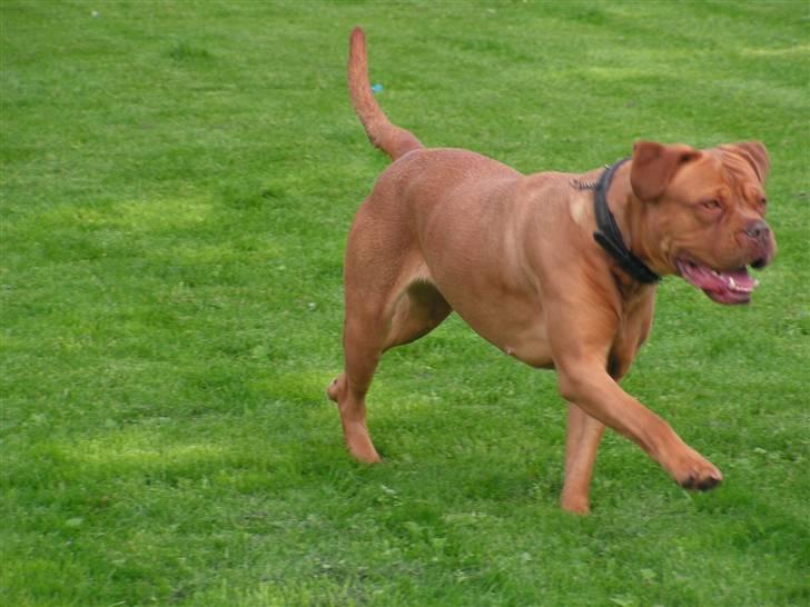 Dogue de bordeaux Bordeaux billede 8