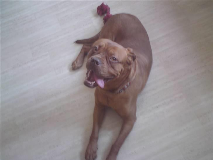 Dogue de bordeaux Bordeaux billede 9