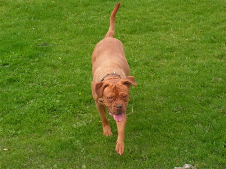 Dogue de bordeaux Bordeaux billede 10