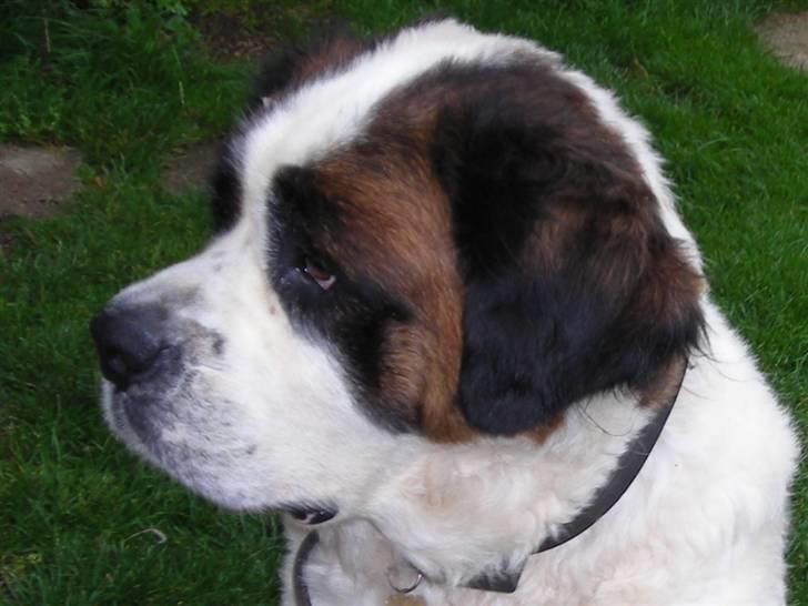 Sankt bernhardshund Rico  AFLIVET billede 1