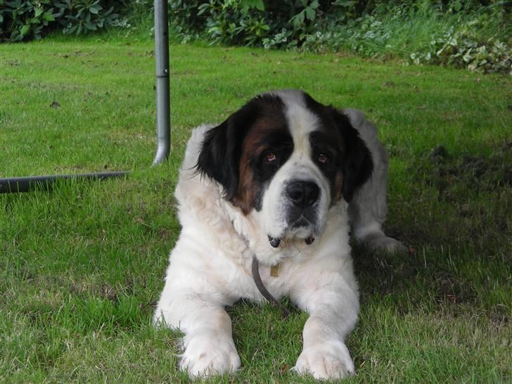 Sankt bernhardshund Rico  AFLIVET billede 2