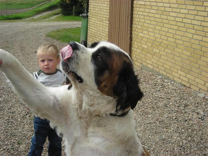 Sankt bernhardshund Rico  AFLIVET billede 3