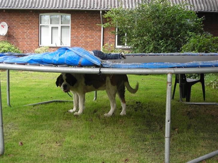 Sankt bernhardshund Rico  AFLIVET billede 4