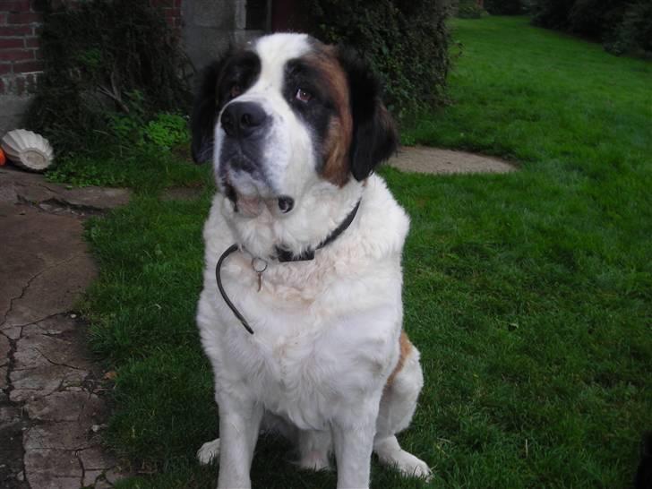 Sankt bernhardshund Rico  AFLIVET billede 5