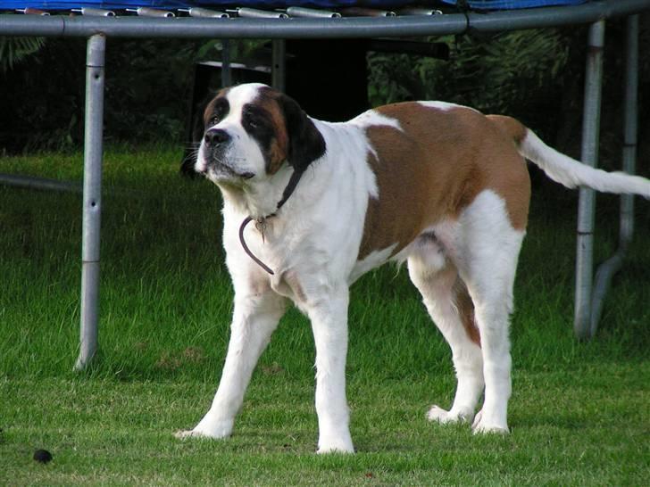 Sankt bernhardshund Rico  AFLIVET billede 6