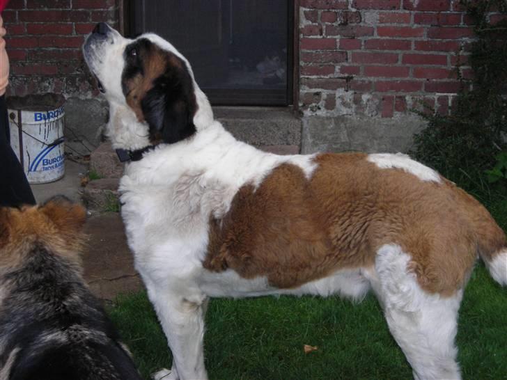 Sankt bernhardshund Rico  AFLIVET billede 8