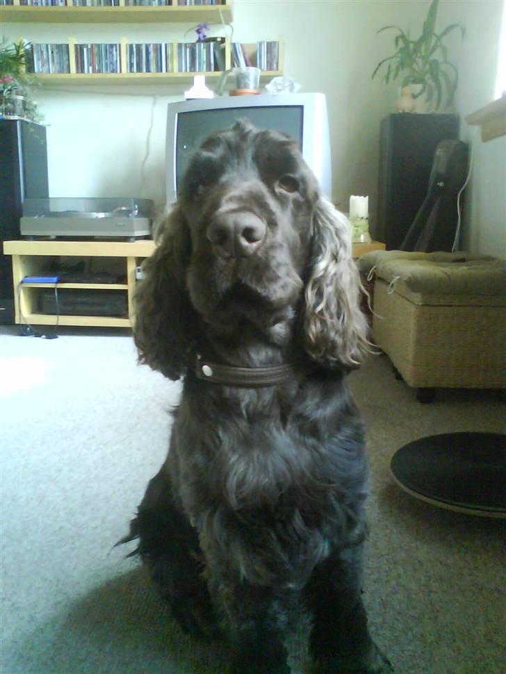 Cocker spaniel Nico billede 1