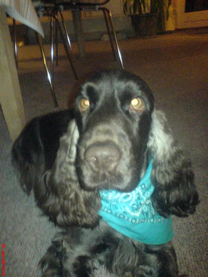 Cocker spaniel Nico billede 2