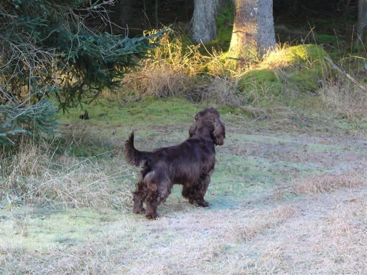 Cocker spaniel Nico - han elsker at jage...især i sverige. billede 3