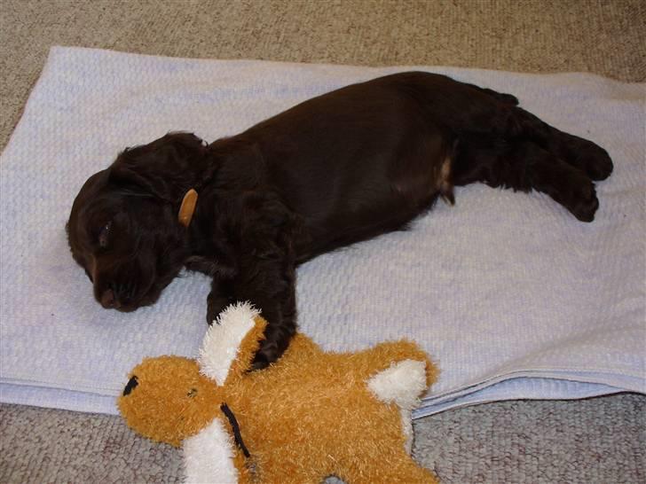 Cocker spaniel Nico - her er han ikke ret gammel =) billede 4
