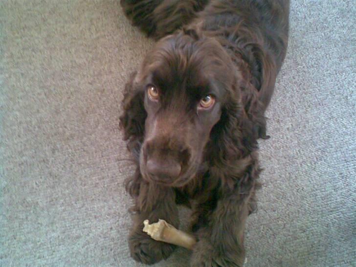 Cocker spaniel Nico billede 5