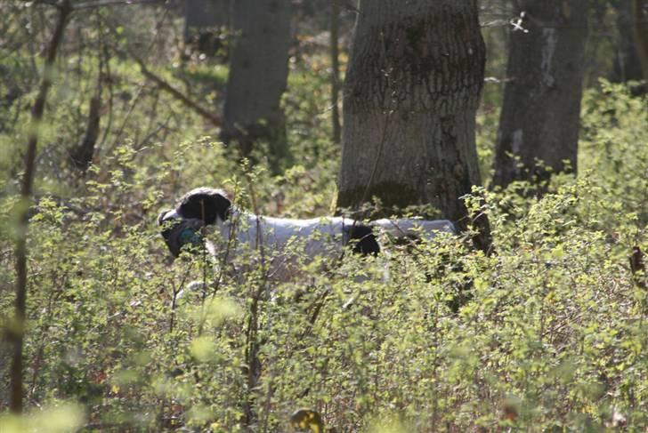 Blanding af racer Mille billede 10