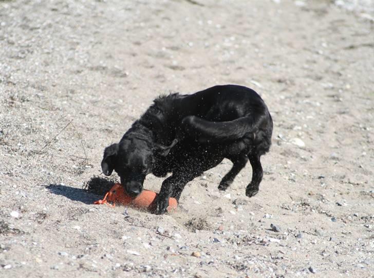 Blanding af racer Balder Himmelhund billede 17