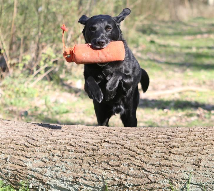 Blanding af racer Balder Himmelhund billede 18