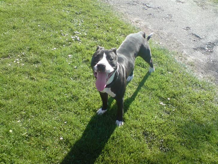 Amerikansk bulldog Zac billede 8