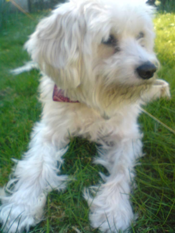 Chinese crested powder puff buster {R.I.P} - der er noget spændende?(: billede 12