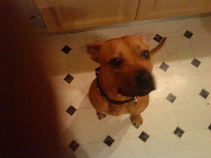 Amerikansk staffordshire terrier Loco billede 1