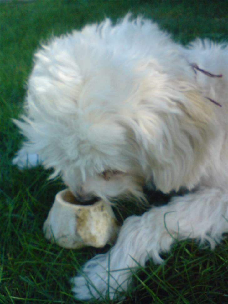 Chinese crested powder puff buster {R.I.P} - hmm, lækker ben(: billede 13