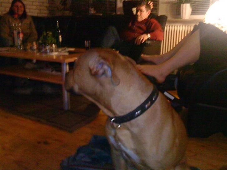 Amerikansk staffordshire terrier Loco billede 2