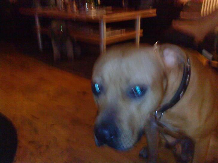 Amerikansk staffordshire terrier Loco billede 3