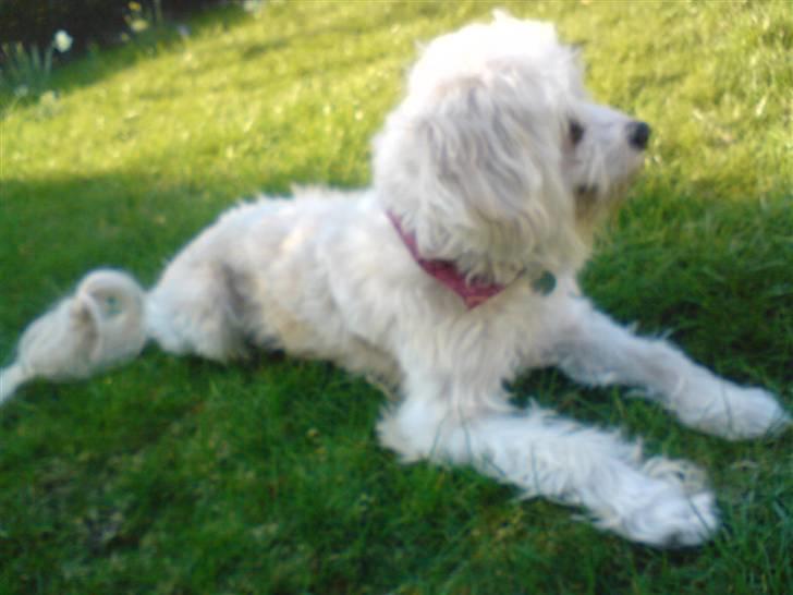 Chinese crested powder puff buster {R.I.P} - hehe(: billede 14