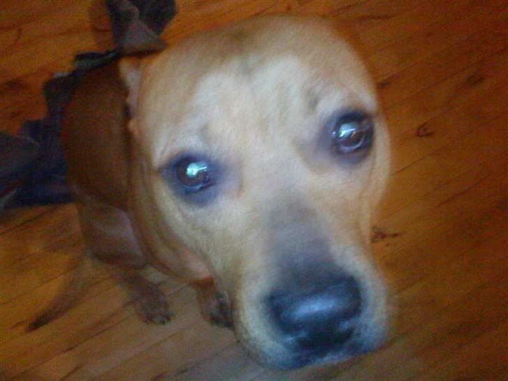 Amerikansk staffordshire terrier Loco billede 4