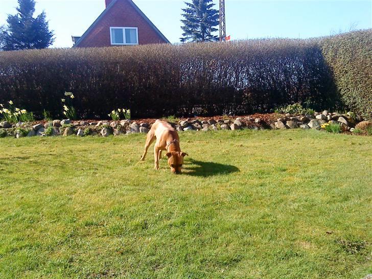 Amerikansk staffordshire terrier Loco billede 5