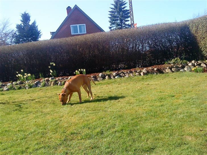 Amerikansk staffordshire terrier Loco billede 6