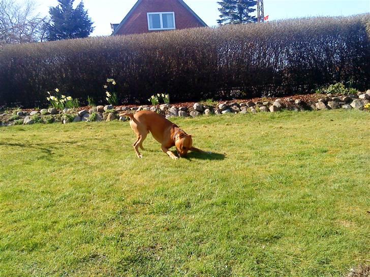 Amerikansk staffordshire terrier Loco billede 7