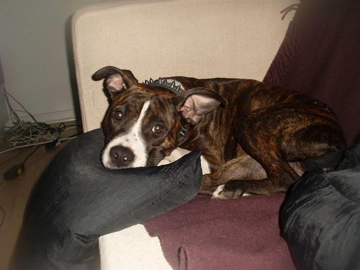 Amerikansk staffordshire terrier Nala billede 18