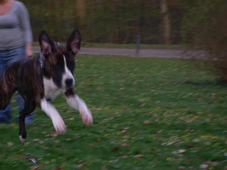 Amerikansk staffordshire terrier Nala billede 19