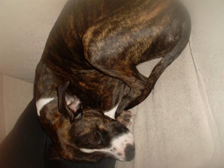 Amerikansk staffordshire terrier Nala billede 20