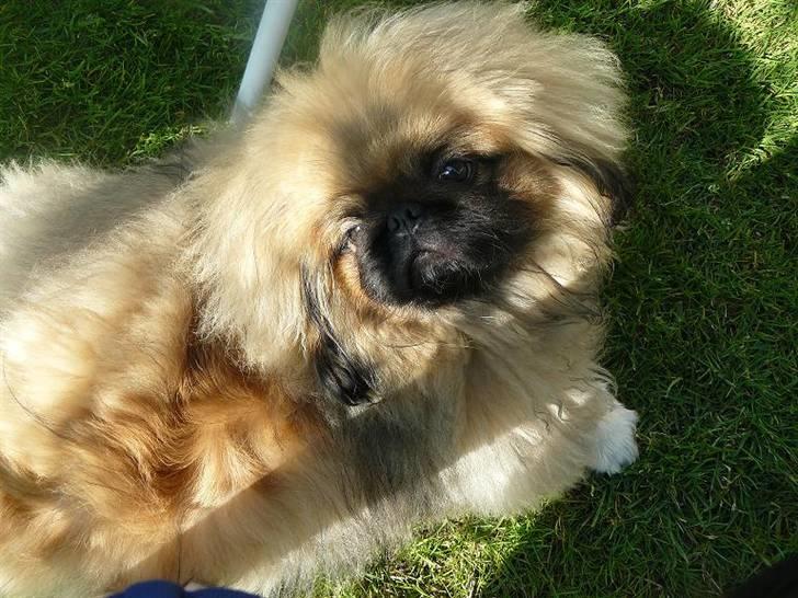 Pekingeser Dengse Ming Blach - Dengse drengen.  billede 6