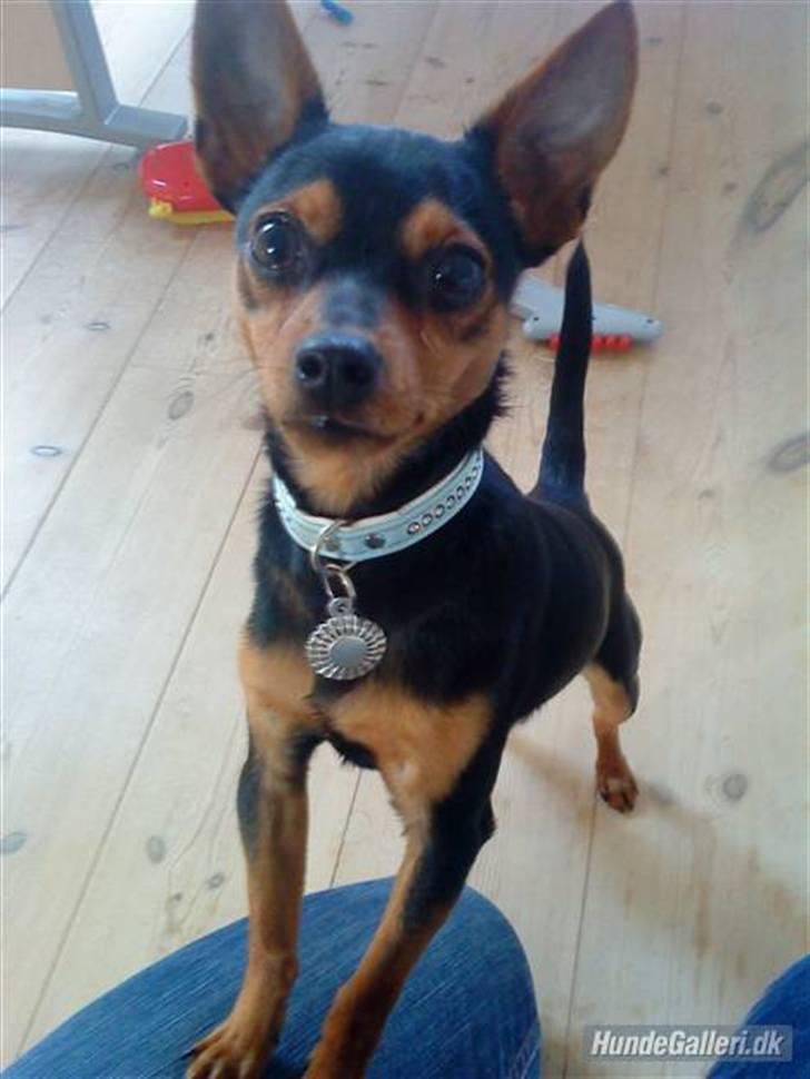 Blanding af racer CharlieSheen *Badboy* ( Himmelhund :'( ) billede 1