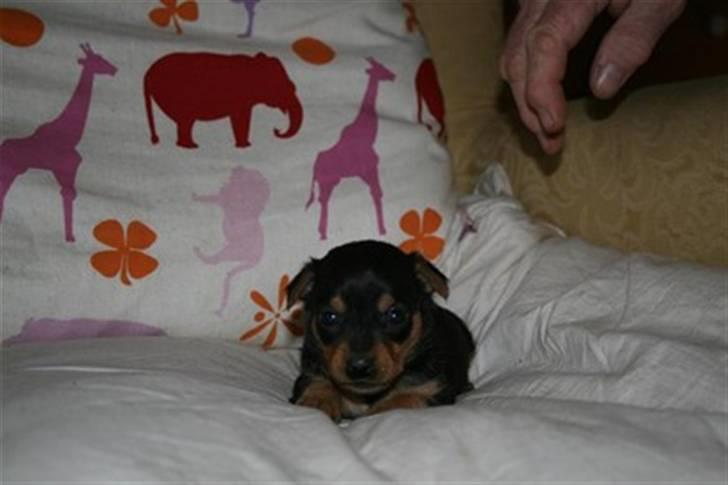 Blanding af racer CharlieSheen *Badboy* ( Himmelhund :'( ) - knapt en uge eller 2 efter charlie blev født :) billede 2