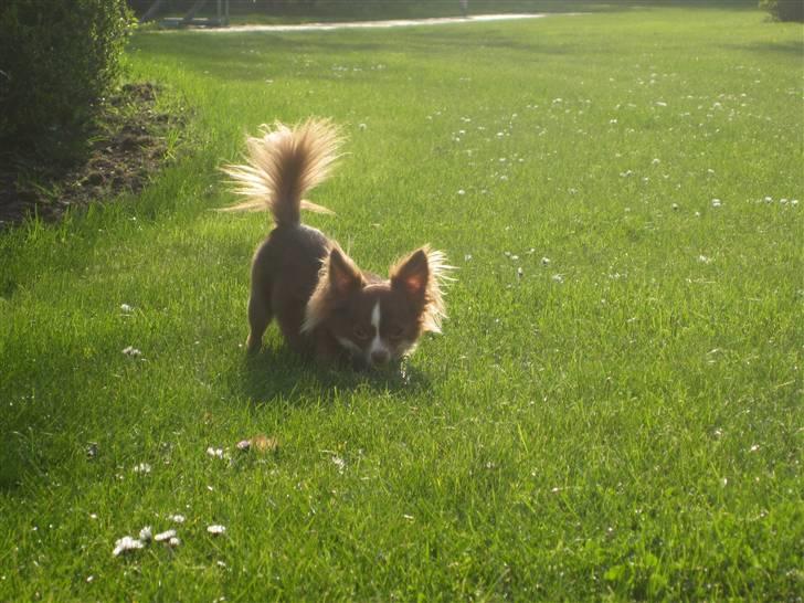 Chihuahua Knas Bear billede 17