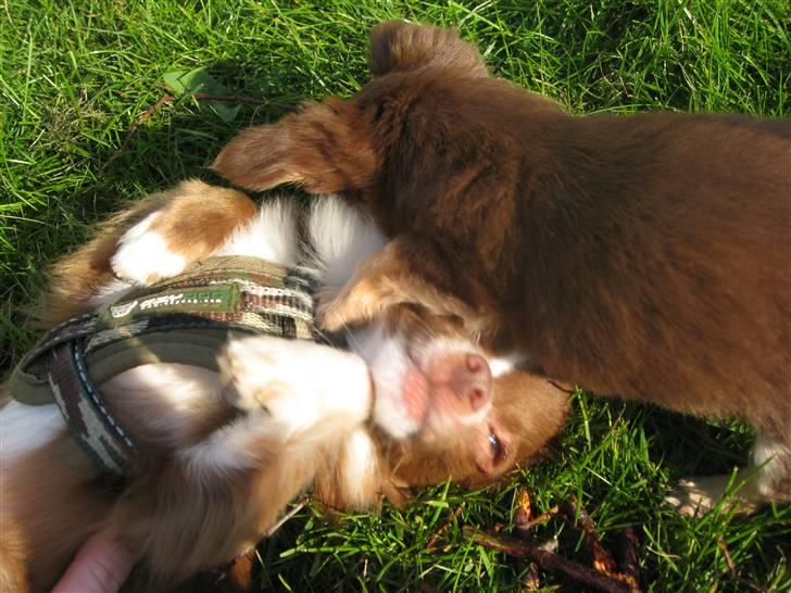 Chihuahua Knas Bear billede 18