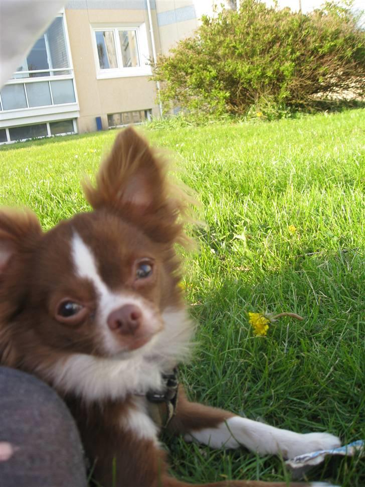 Chihuahua Knas Bear billede 19