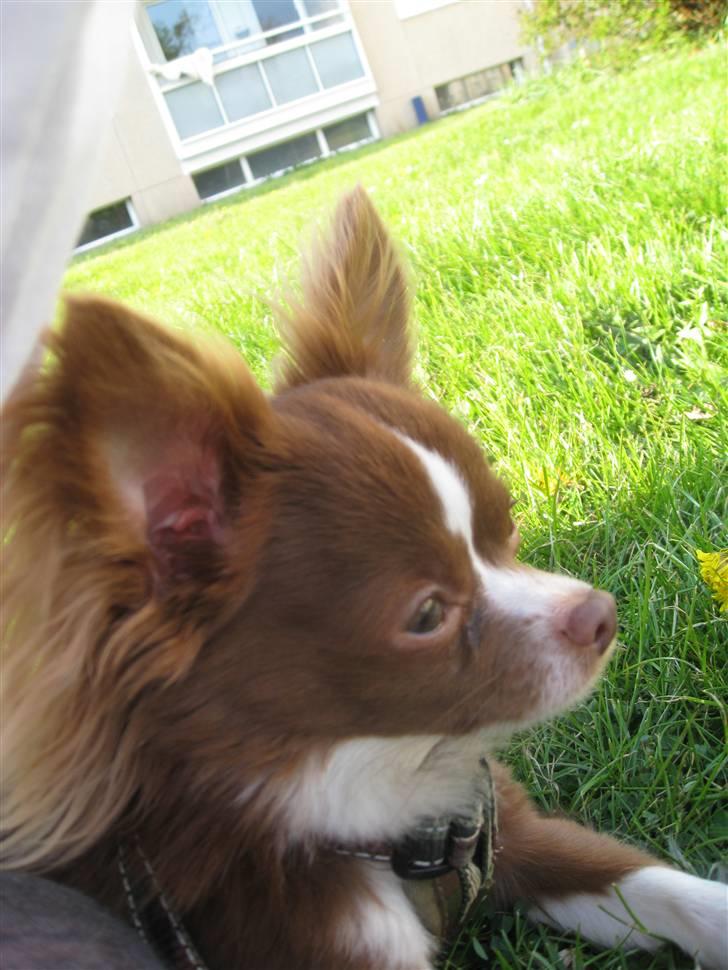 Chihuahua Knas Bear billede 20