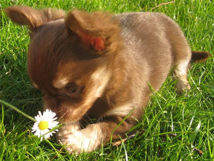 Chihuahua Ballerina billede 11